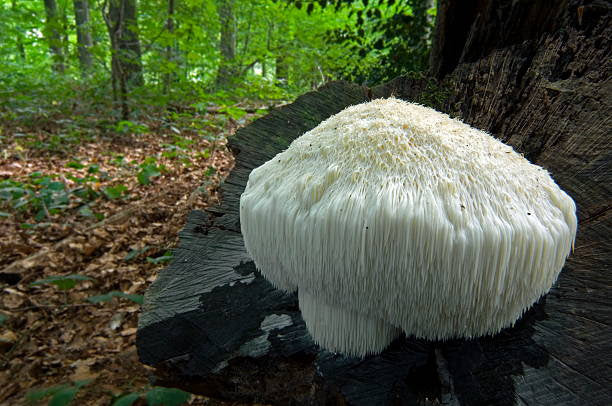 Lion's mane mushrooms and their natural healing and health benefits.